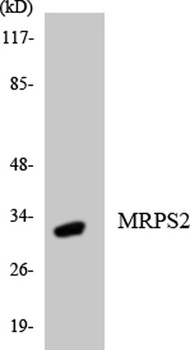 MRP-S2 rabbit pAb
