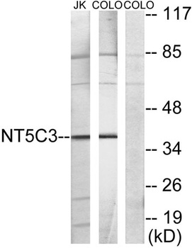 NT5C3 rabbit pAb