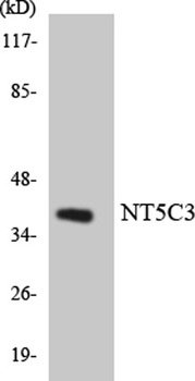 NT5C3 rabbit pAb