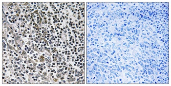 MRP-L51 rabbit pAb