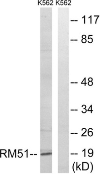 MRP-L51 rabbit pAb