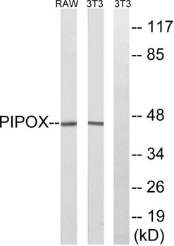 PIPOX rabbit pAb