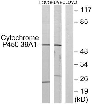 CYP39A1 rabbit pAb