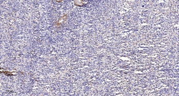 CYP39A1 rabbit pAb