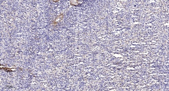 CYP39A1 antibody