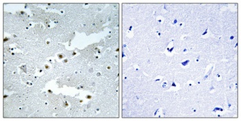 Cdc40 rabbit pAb Antibody