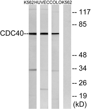 Cdc40 rabbit pAb Antibody