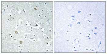 PLA1A antibody