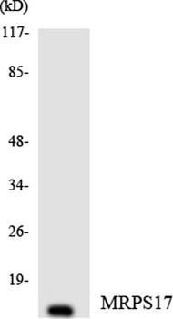 MRP-S17 antibody