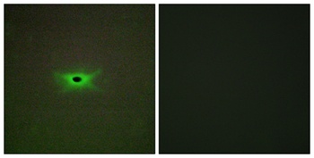 AMPKγ2 rabbit pAb
