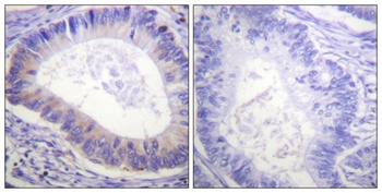 PDE4B/C/D (phospho Ser133/119/190) rabbit pAb