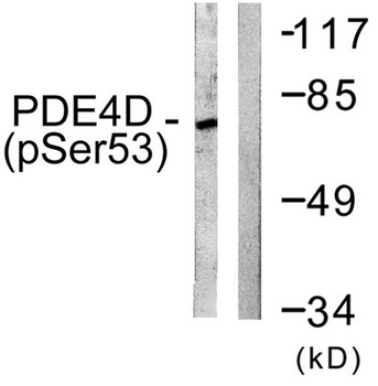 PDE4B/C/D (phospho Ser133/119/190) rabbit pAb