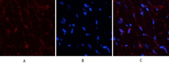 PDGF-B antibody