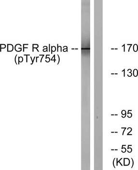 PDGFR-alpha (phospho-Tyr754) antibody
