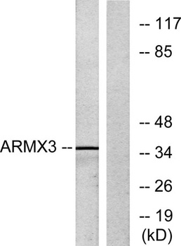 ARMCX3 rabbit pAb