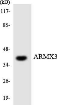 ARMCX3 rabbit pAb