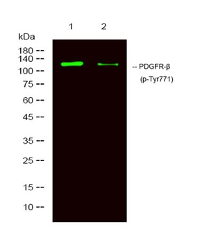 PDGFR-beta (phospho-Tyr771) antibody