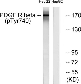 PDGFR-beta (phospho-Tyr740) antibody