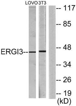 ERGIC-3 rabbit pAb
