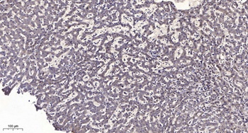 ERGIC-3 rabbit pAb