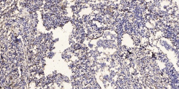 MRP-L48 rabbit pAb