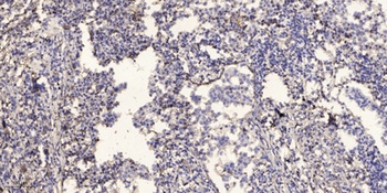 MRP-L48 antibody