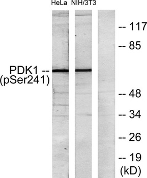 PDK1 (phospho-Ser241) antibody