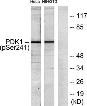 PDHK1 (phospho Ser241) rabbit pAb