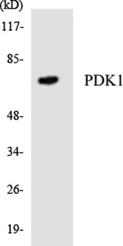 PDHK1 rabbit pAb