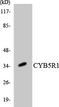 CYB5R1 rabbit pAb