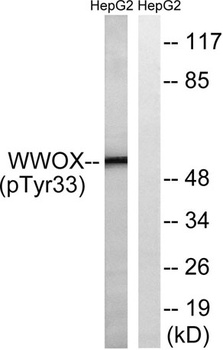 WWOX (phospho-Tyr33) antibody