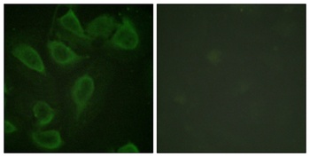 CD31 (phospho-Tyr713) antibody