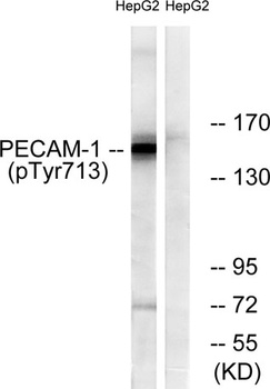 CD31 (phospho-Tyr713) antibody