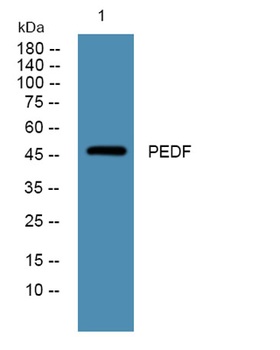PEDF rabbit pAb