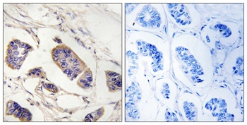 Peroxin 7 antibody