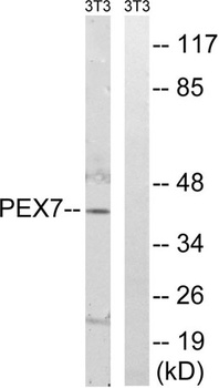 Peroxin 7 rabbit pAb