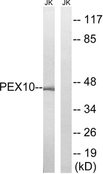 Peroxin 10 rabbit pAb