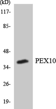 Peroxin 10 rabbit pAb