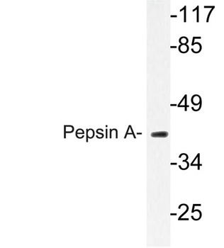 Pepsin A rabbit pAb