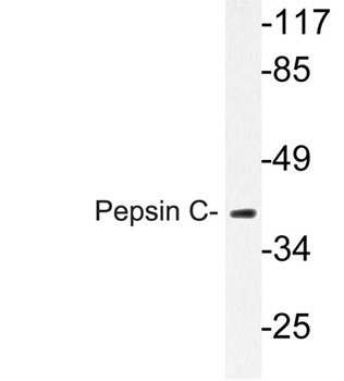 Pepsin C rabbit pAb