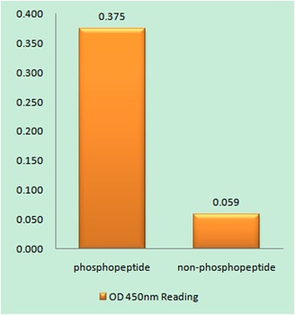 PR (phospho Ser400) rabbit pAb