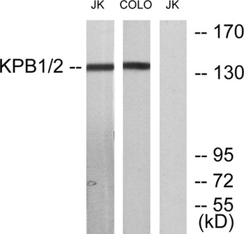 PHKA1/2 antibody
