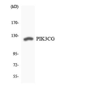 PI 3-Kinase p110 gamma antibody