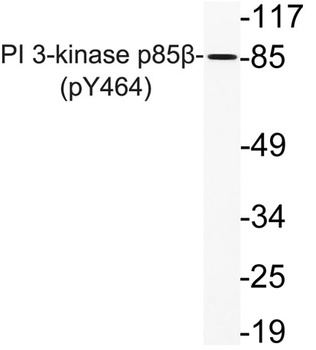 PI 3-kinase p85 beta (phospho-Tyr464) antibody