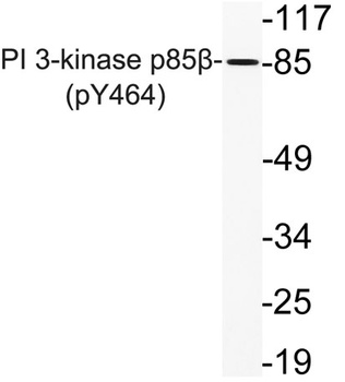 PI 3-kinase p85β (phospho Tyr464) rabbit pAb