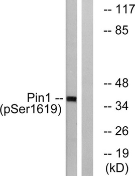 Pin1 (phospho Ser16) rabbit pAb