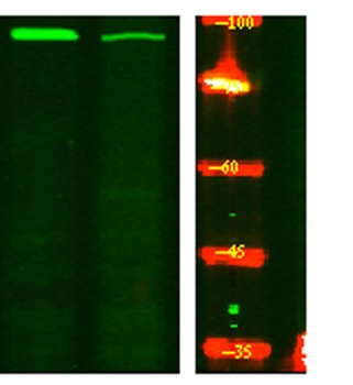 PKD2 (phospho Ser812) rabbit pAb