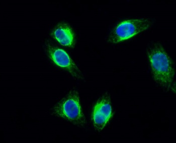 cPLA2 (phospho Ser505) rabbit pAb
