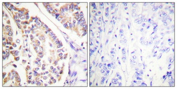 cPLA2 (phospho Ser505) rabbit pAb