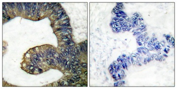 cPLA2 rabbit pAb